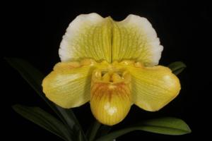 Paphiopedilum Irish Eyes