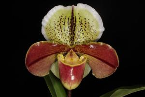 Paphiopedilum Beauté