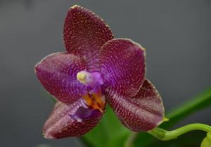 Phalaenopsis LD Sun Dragon