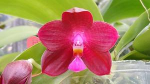 Phalaenopsis Zheng Min Cardinals