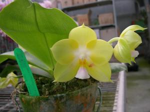 Phalaenopsis Zheng Min Canary