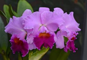 Cattleya Bonanza Queen