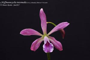 <i>Hoffmanncyclia</i> intermedia