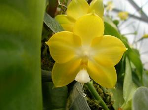 Phalaenopsis Zheng Min Canary