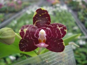 Phalaenopsis Zheng Min Beetle