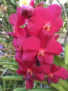 Vanda Fiftieth State Beauty