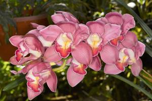 Cymbidium Lillian Stewart