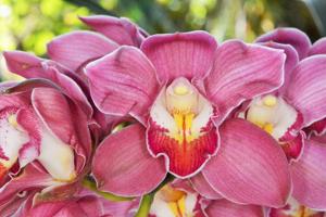 Cymbidium Lillian Stewart