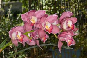 Cymbidium Lillian Stewart