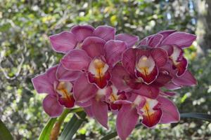 Cymbidium Lillian Stewart