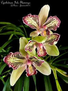 Cymbidium Isle