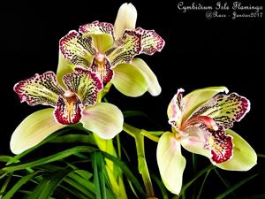 Cymbidium Isle