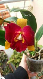 Rhyncholaeliocattleya Tzeng-Wen Beauty