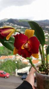 Rhyncholaeliocattleya Tzeng-Wen Beauty