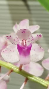 Rhynchostylis Chorchalood