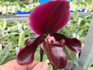 Paphiopedilum Red Shift