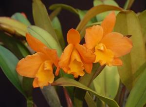 Rhyncattleanthe Fuchs Orange Nuggett