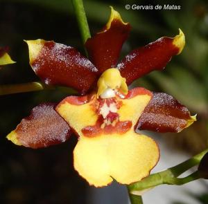 <i>Oncidium</i> Green Valley Honey