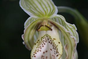 Phragmipedium Memoria Garren Weaver