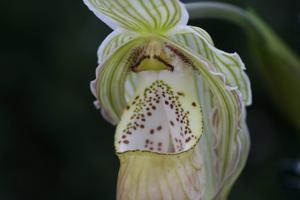 Phragmipedium Memoria Garren Weaver