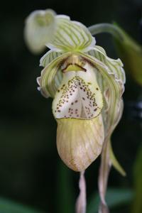 Phragmipedium Memoria Garren Weaver