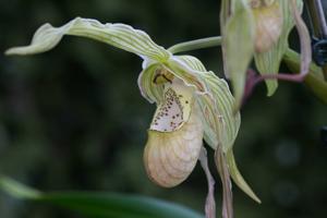 Phragmipedium Memoria Garren Weaver