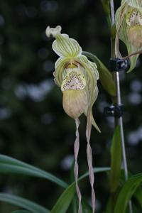 Phragmipedium Memoria Garren Weaver