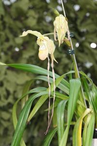 Phragmipedium Memoria Garren Weaver