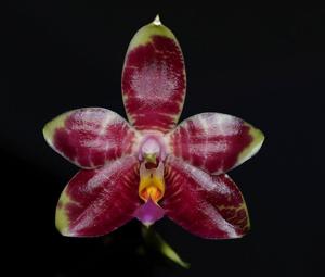 Phalaenopsis Malibu Imp