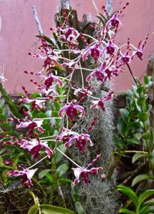 Dendrobium Margaret Thatcher