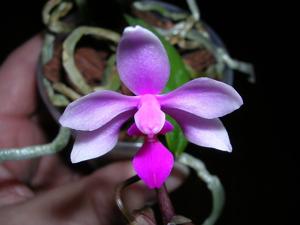 Phalaenopsis Simon Schunter