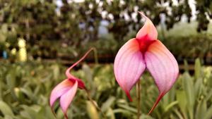 Masdevallia Mary Staal