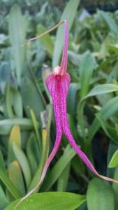 Masdevallia coccinea-don-quijote