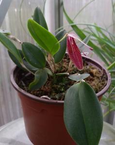Restrepia Faldouet