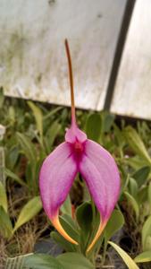 Masdevallia Ziegler's Love