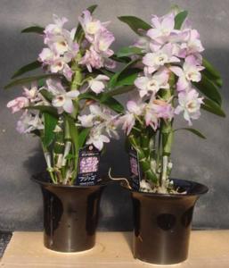 Dendrobium Himezakura