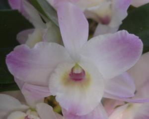 Dendrobium Himezakura