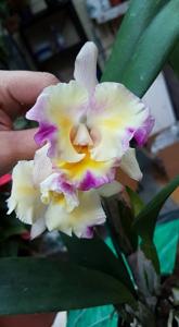 Rhyncattleanthe Momilani Rainbow