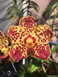 Vanda Kalapana Delight