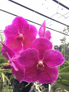 Vanda Pat Delight