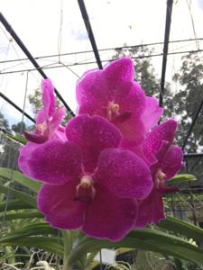 Vanda Pat Delight