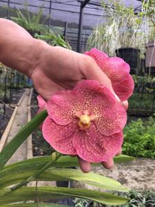 Vanda Adisak Happiness