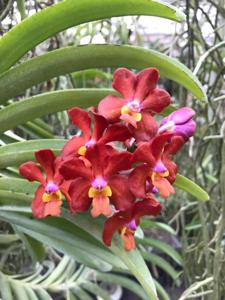 Vanda Molly Fairwater