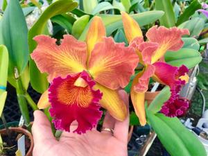 Rhyncholaeliocattleya Susan Fender