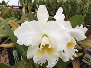 Cattleya Bob Betts