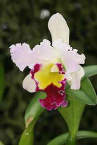 Rhyncholaeliocattleya Beauty Girl