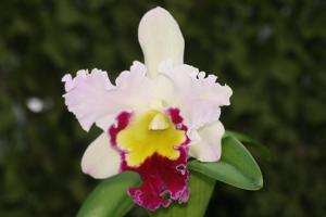 Rhyncholaeliocattleya Beauty Girl