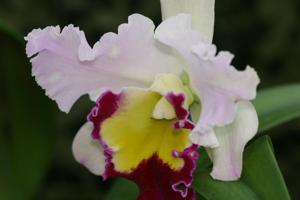 Rhyncholaeliocattleya Beauty Girl