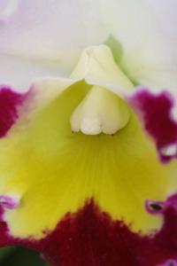 Rhyncholaeliocattleya Beauty Girl