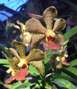 Vanda Nathan's Spotted Sunrays